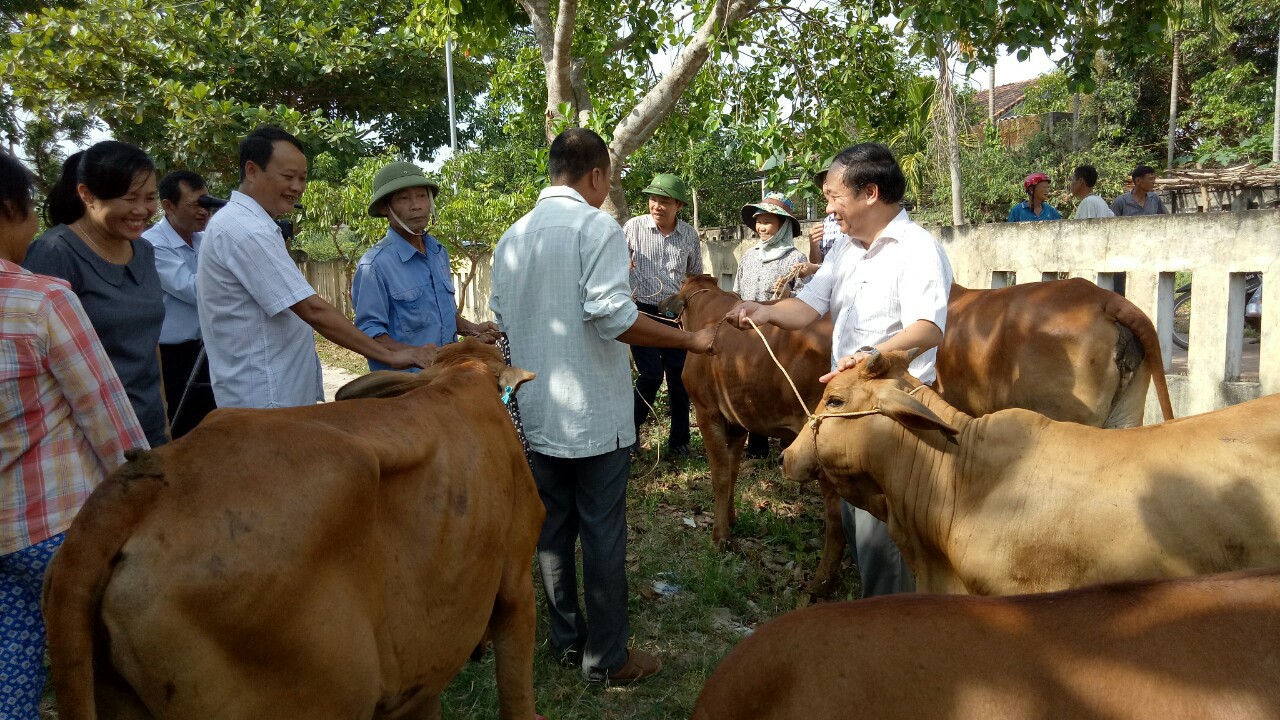 Mô hình trao bò giống sinh sản cho người nghèo mang lại hiệu quả cao. 