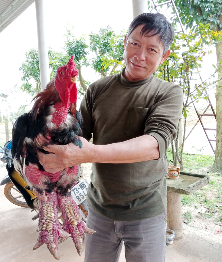 Mô hình nuôi gà đông tảo có giá trị kinh tế cao đang được khuyến khích nhân rộng trên địa bàn huyện Bố Trạch .    
