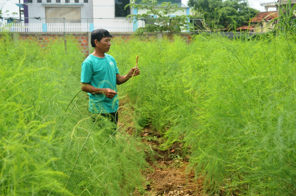 Mô hình cây măng tây hứa hẹn mang lại hiệu quả cao cho nông dân Quảng Ninh. 