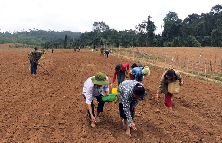 Bà con bản Ploang, xã Trường Sơn triển khai mô hình trồng lạc (ảnh: Nguyễn Văn Tráng)
