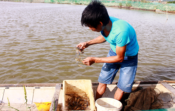 Mô hình nuôi tôm càng xanh thương phẩm ở Lệ Thủy hướng đến phục vụ khách du lịch.