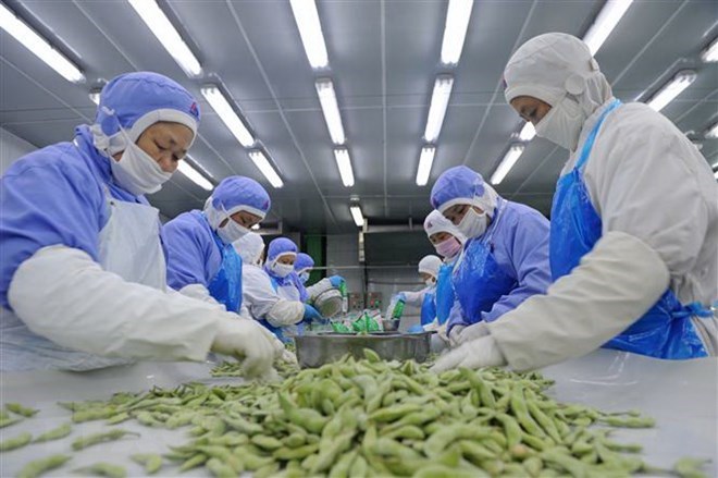 Công nhân phân loại đậu tương để đóng gói xuất khẩu ở một nhà máy thuộc tỉnh An Huy, Trung Quốc. (Nguồn: AFP/TTXVN)