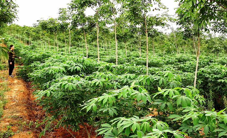Bà con các vùng trồng sắn cần chủ động triển khai công tác phòng, trừ bệnh khảm lá vi rút hại sắn.