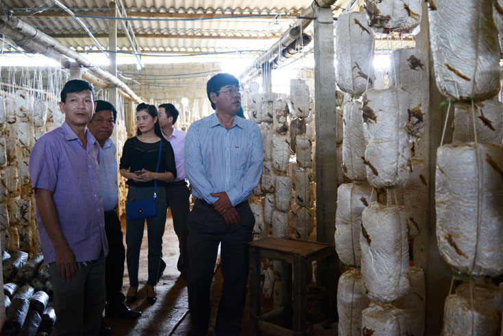 Chuỗi liên kết sản xuất, kinh doanh nấm ăn và nấm dược liệu ở Bố Trạch có hiệu quả kinh tế cao, sẽ được củng cố nâng cấp.