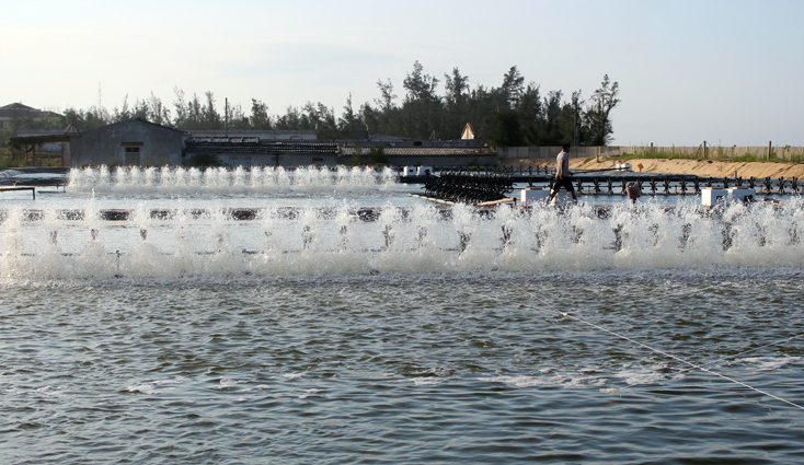 Với sự hỗ trợ, đồng hành từ các nguồn vốn, nghề nuôi tôm ở xã Nhân Trạch (Bố Trạch) từng bước được phục hồi sau sự cố môi trường biển.