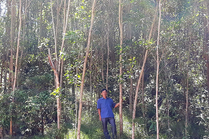 Xã Hóa Phúc hiện có 673ha rừng trồng kinh tế, mang lại nguồn thu nhập ổn định cho bà con.