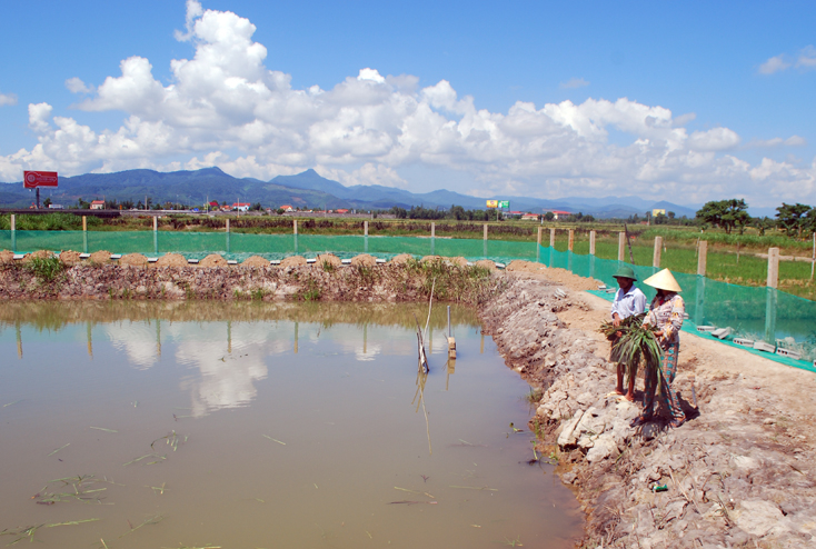 Trang trại của vợ chồng anh Lê Văn Lời và chị Lê Thị Thư cho thu nhập cao gấp nhiều lần so với trồng lúa.