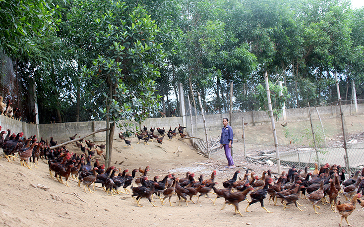 Trang trại chăn nuôi mang lại hiệu quả kinh tế cao cho nhiều hộ nông dân ở TX.Ba Đồn.