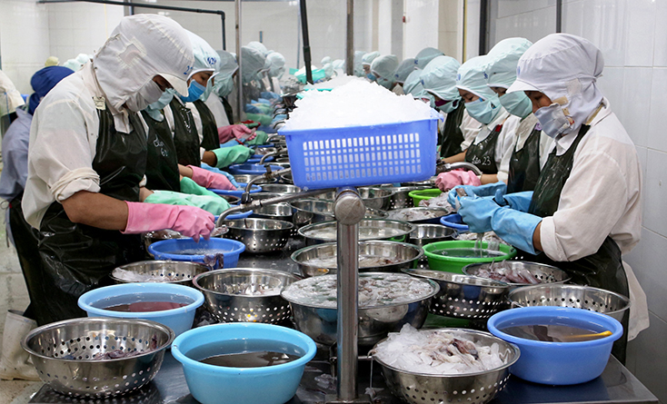 Đánh bắt xa bờ phát triển mạnh đã tạo ra nguồn nguyên liệu đầu vào chất lượng cao cho các doanh nghiệp chế biến.   