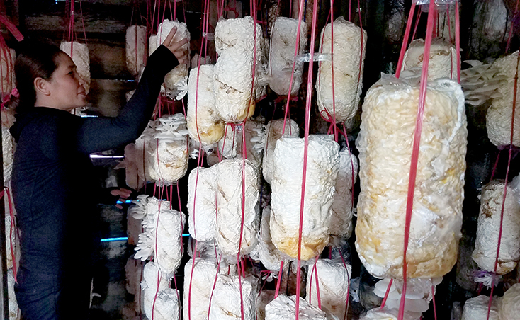 Mô hình trồng nấm hứa hẹn sẽ giúp người dân xã Thuận Hóa thoát khỏi đói nghèo, vươn lên làm giàu.   