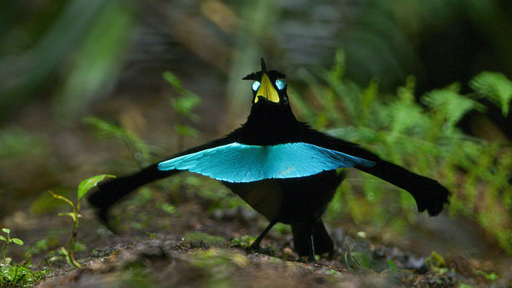  Ảnh: Allaboutbirds