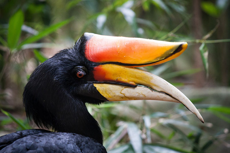 Ảnh: Bird Note