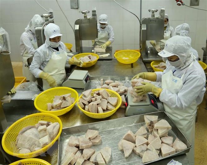 Chế biến sản phẩm cá ngừ đông lạnh xuất khẩu tại nhà máy của Công ty Cổ phần Thủy sản Bình Định. (Ảnh: Vũ Sinh/TTXVN)