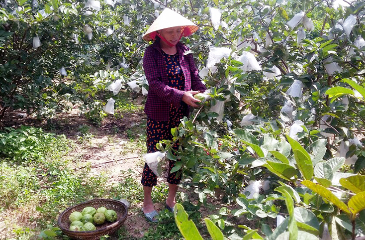 Ổi Hòa Trạch sẽ được liên kết với các doanh nghiệp, hợp tác xã, tổ hợp tác, các cơ sở chế biến để xây dựng nhãn hiệu, thương hiệu.