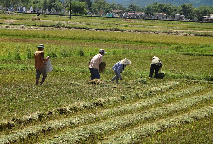 Đối với lực lượng lao động ở nông thôn, mức đòng BHXHTN không phải con số nhỏ. (Ảnh: Đ.V)	