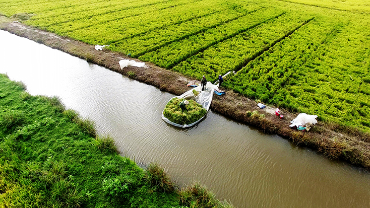 Mùa lúa trên phá Hạc Hải.