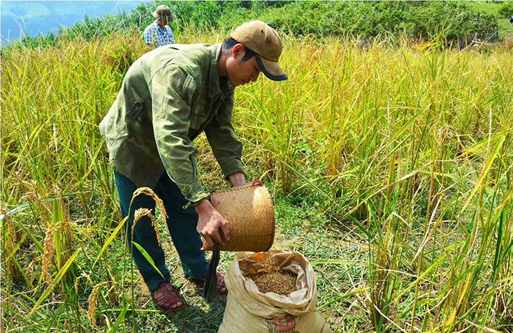 Cho lúa rẫy vào bao để mang về nhà.
