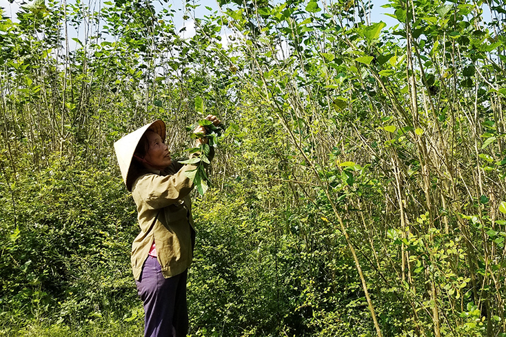 Nhiều diện tích cây trồng kém hiệu quả đang được UBND xã Đức Hóa chuyển sang trồng dâu nuôi tằm.  