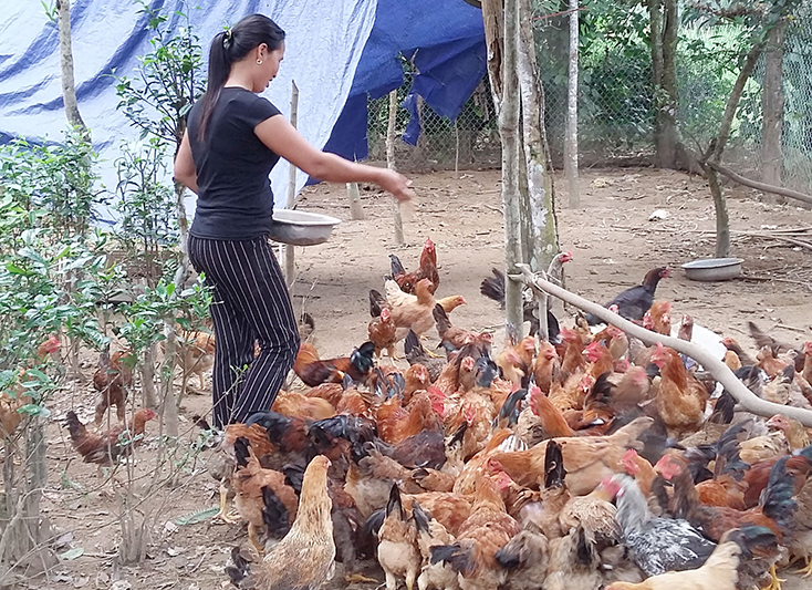 Mô hình nuôi gà ri ở xã Xuân Trạch đạt hiệu quả kinh tế cao.