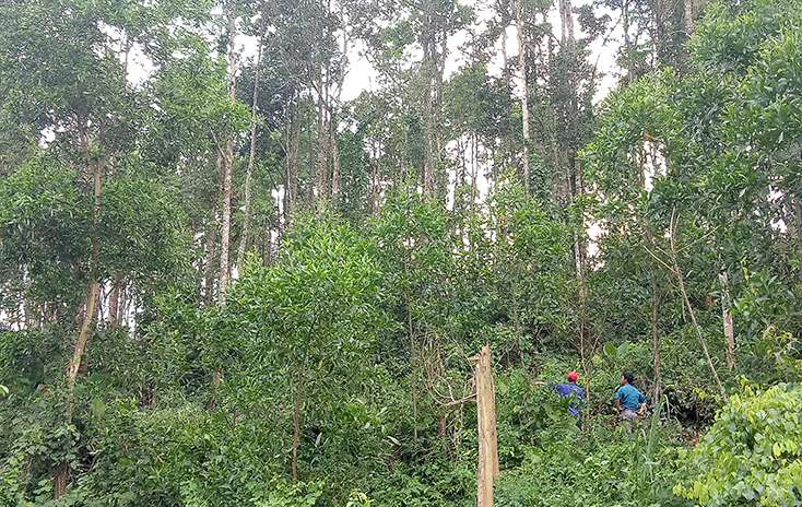 Người dân tích cực chăm sóc, bảo vệ rừng và phát triển sản xuất trên diện tích đất rừng được giao.