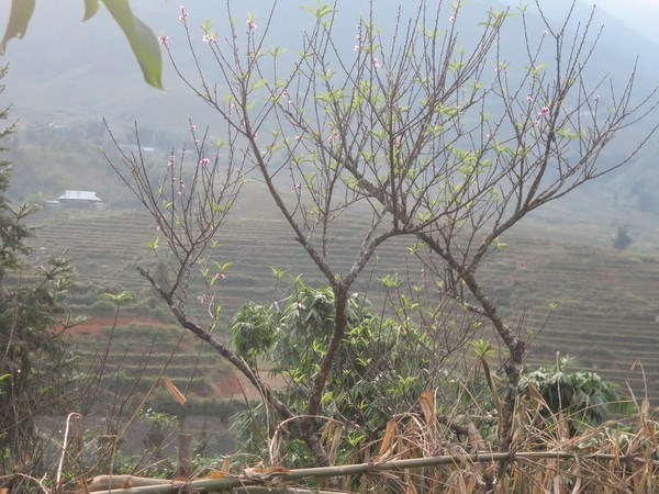(Ảnh minh họa: Hương Thu/TTXVN)