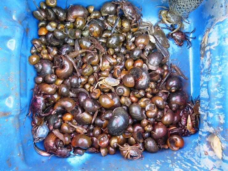 Nếu như những mùa nước nổi trước, Hạc Hải rất phong phú các loại hải sản thì năm nay người dân đánh bắt được chủ yếu là ốc bưu vàng và cua đồng.