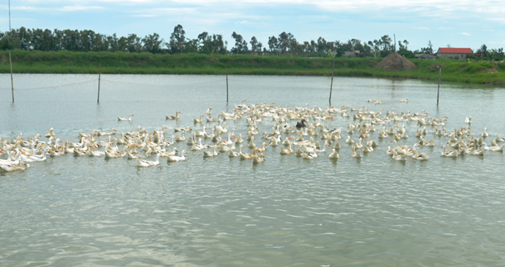 Để tránh dịch bệnh lây lan ở gia cầm, ngoài yếu tố con giống, thức ăn, chuồng trại thì tiêm phòng vắc xin là việc làm cần thiết. 