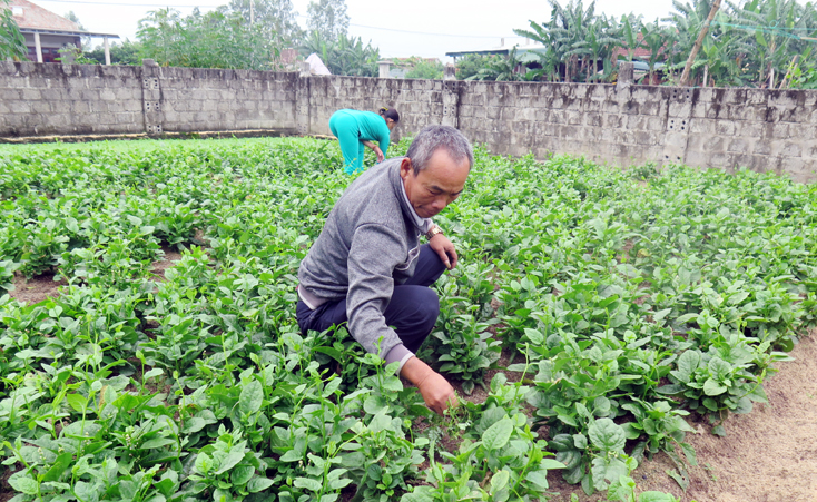 Vợ chồng ông Hoàng Văn Chánh chăm sóc vườn rau của gia đình.