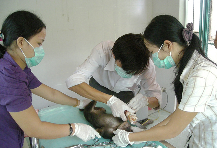 Công tác chăm sóc, cứu hộ động vật hoang dã tại Trung tâm Cứu hộ, bảo tồn và phát triển sinh vật (ảnh VQG PN-KB cung cấp).