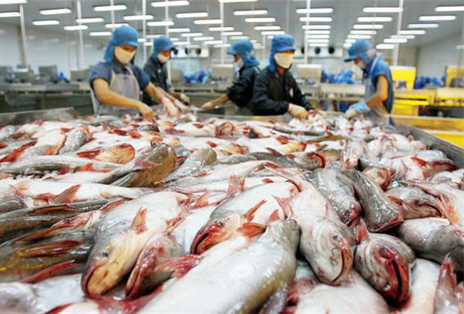 Cá tra là một trong 3 đối tượng thủy sản nuôi chủ lực.