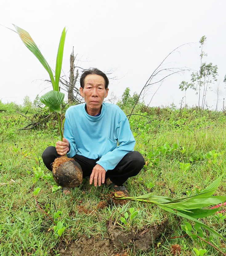…và những cây dừa non bị chặt phá một cách không thương tiếc. 