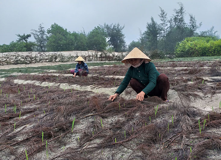 Mô hình trồng tỏi trên cát cho 20 hộ nghèo, cận nghèo hứa hẹn mang lại hiệu quả kinh tế cao.
