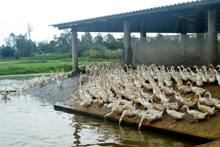 Nhiều hộ dân trên địa bàn xã Đồng Trạch đã mạnh dạn đầu tư phát triển chăn nuôi gia súc, gia cầm theo hướng hàng hóa, mang lại giá trị kinh tế cao.    