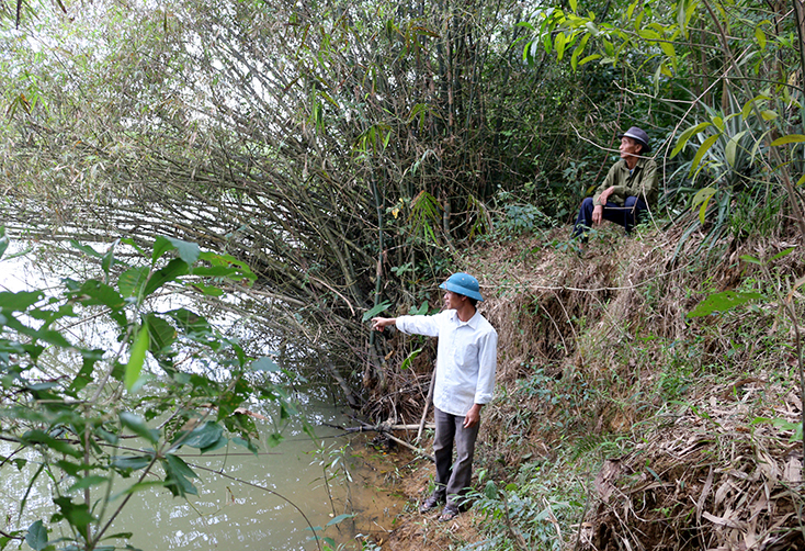 Những hàng tre giữ đất hàng chục năm giờ đây không thể đứng vững trước tình trạng sạt lở xảy ra ngày càng nghiêm trọng.