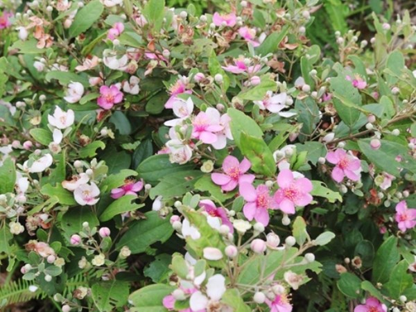 Với nguyên liệu là cây sim, sản phẩm cao trị bỏng của Đinh Anh Tú có giá rất rẻ. (Ảnh: Báo Hà Tĩnh)