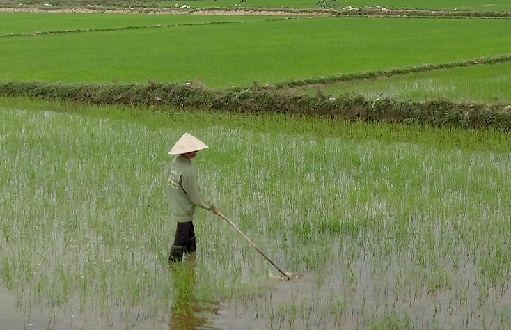 Các diện tích lúa đã gieo trồng được người dân chăm sóc và thực hiện biện pháp phòng, chống rét.   