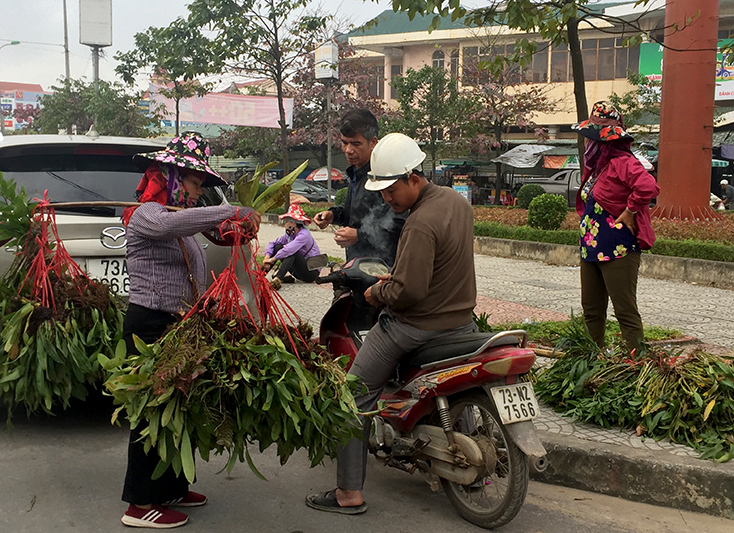 Rất nhiều chủng loại lan được bán với giá rẻ.