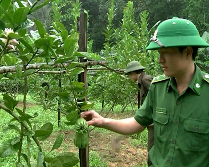 Mô hình trồng cây phật thủ tại Làng TNLN Trường Xuân. 