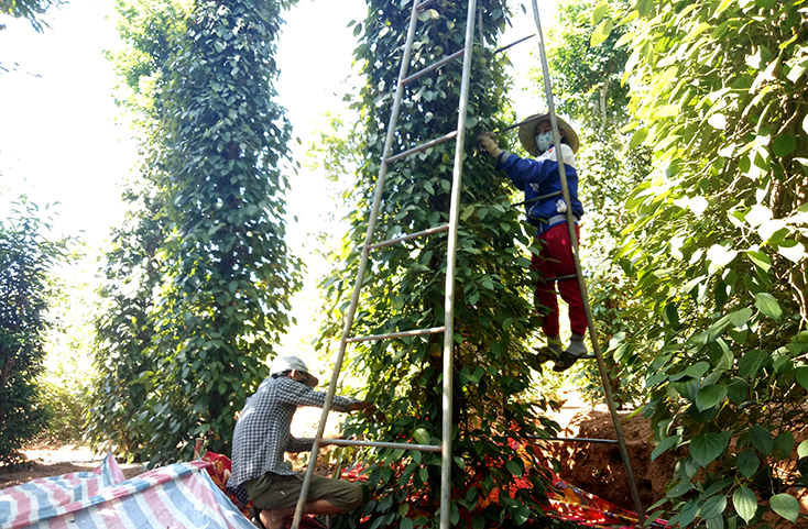 Nông dân Bố Trạch thu hoạch hồ tiêu.