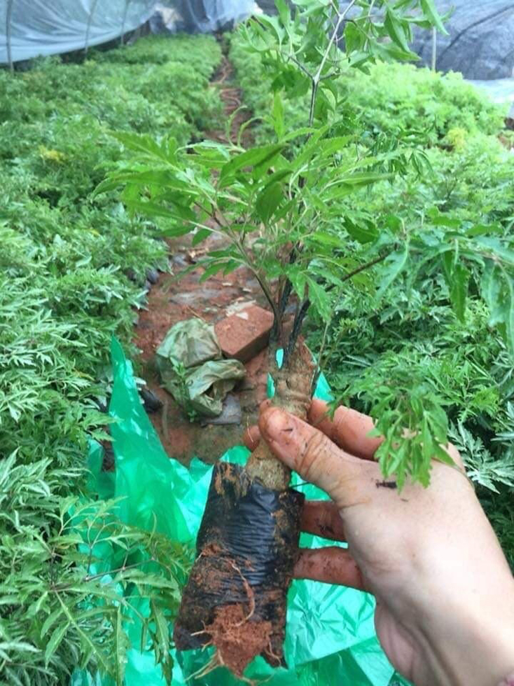 Cây đinh lăng là một trong những cây dược liệu được người Quảng Bình trồng phổ biến nhất