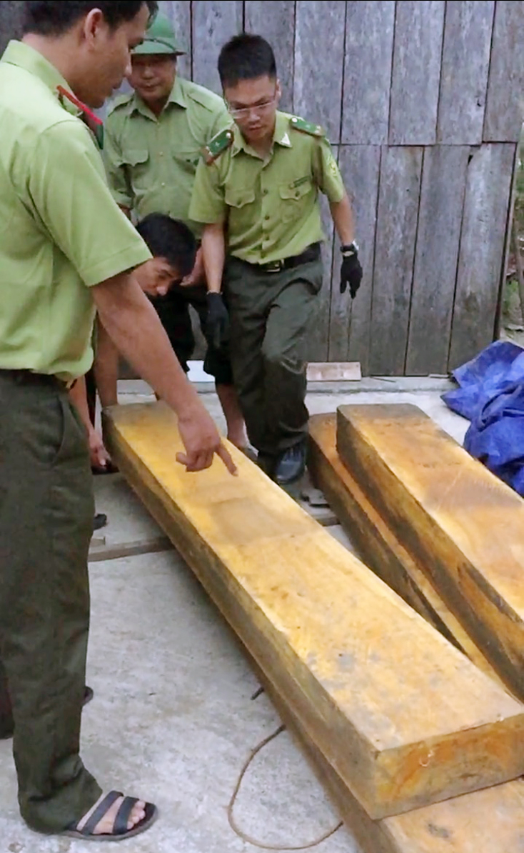 Kiểm lâm huyện Minh Hóa bắt giữ, xử lý một vụ vi phạm lâm luật tại bản Phú Minh, xã Thượng Hóa.
