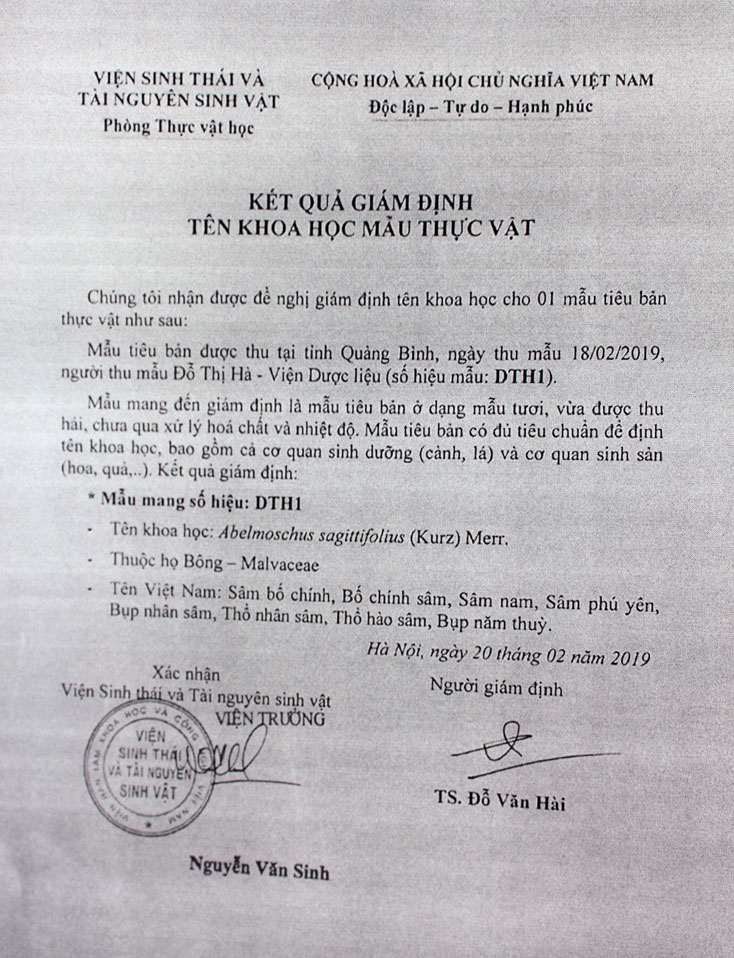 Kết quả giám định mẫu sâm Bố Chính trên đỉnh núi Chóp Chài
