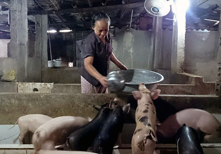Chị Lê Thị Ráo, xã Quang Phú (TP. Đồng Hới) đã mạnh dạn vay vốn phát triển mô hình chăn nuôi lợn, gà cho thu nhập ổn định.