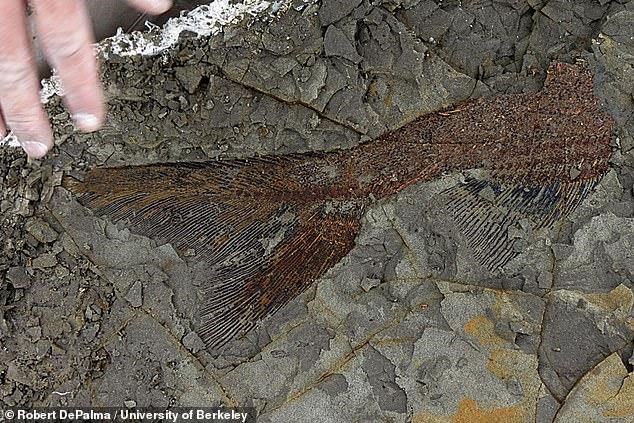  Hóa thạch của các loài sinh vật. (Nguồn: dailymail.co.uk)