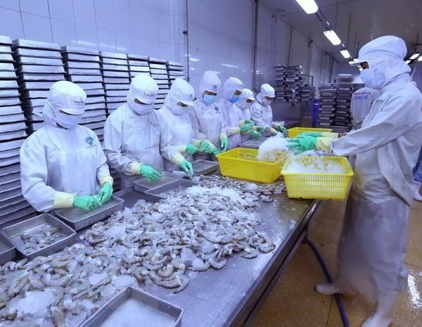 Chế biến tôm xuất khẩu. (Nguồn: TTXVN)