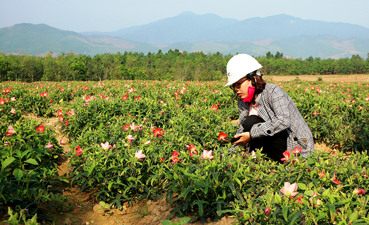 Phát triển cây sâm Bố Chính đang là hướng đi mang lại hiệu quả kinh tế trên vùng gò đồi.