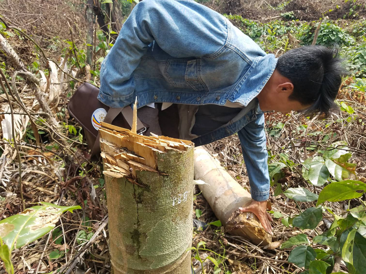 Một cây gỗ bị chặt hạ tại hiện trường