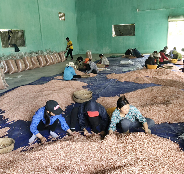 Sơ chế lạc thương phẩm tại Công ty TNHH Diến Hồng, góp phần phát triển NNNT trên địa bàn huyện Minh Hóa.