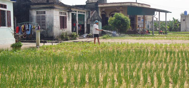 Người dân Đồng Trạch tận dụng lợi thế về đất đai để luân canh các loại rau, hoa màu, nâng cao thu nhập.