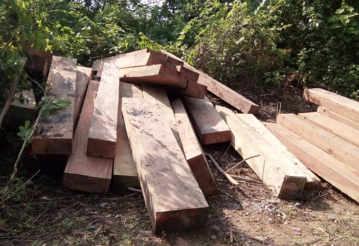  Một điểm tập kết gỗ của lâm tặc đã bị lực lượng chức năng phát hiện, xử lý.   